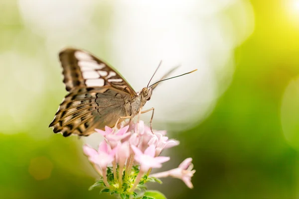 Closeup butterfly on flower blossom — Stock Photo, Image