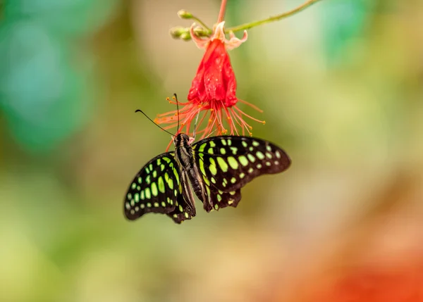 Closeup borboleta comum Bluebottle em flor — Fotografia de Stock