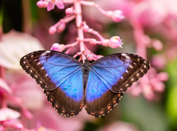 Peleides μπλε Morpho στο άνθος λουλούδι — Φωτογραφία Αρχείου