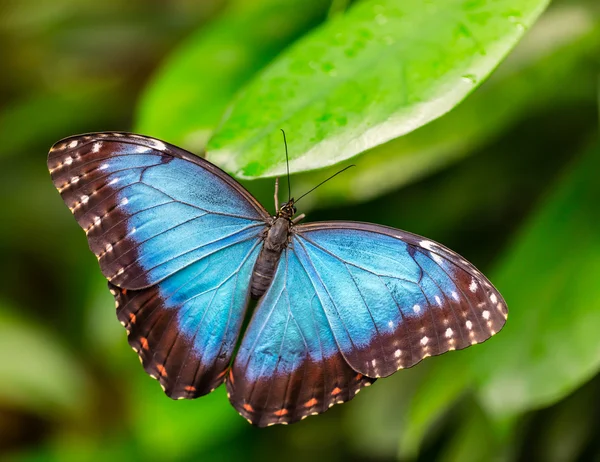 Modrá Morpho peleides na list — Stock fotografie