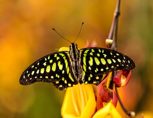 Primer plano mariposa Common Bluebottle en flor — Foto de Stock