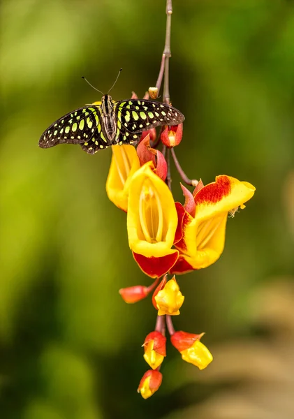 근접 촬영 나비 일반적인 수레 국화 꽃에 — 스톡 사진