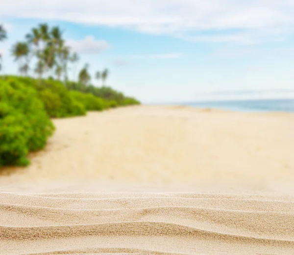 Spiaggia di sabbia estiva con palme — Foto Stock
