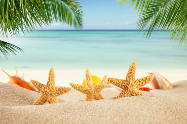 Kum çeşitli kabukları ile tropikal plaj