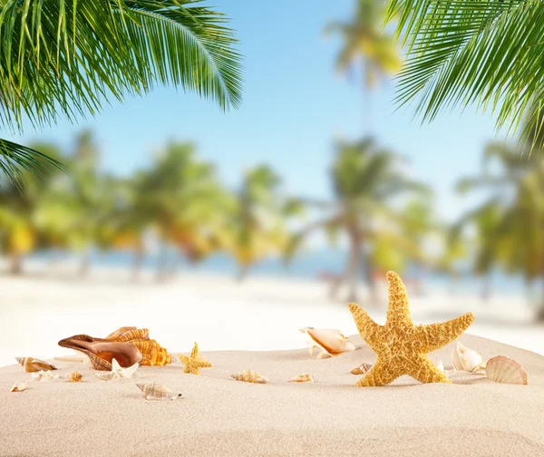 Spiaggia tropicale con vari gusci di sabbia — Foto Stock