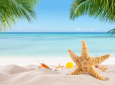 Kum çeşitli kabukları ile tropikal plaj