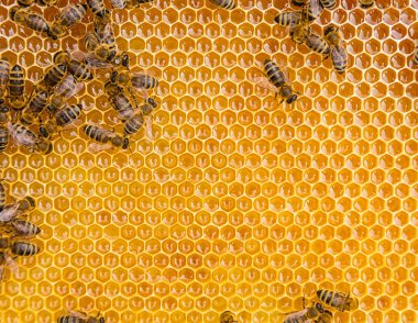 Bal hücreleri üzerinde çalışan arıların görüntüsünü kapat