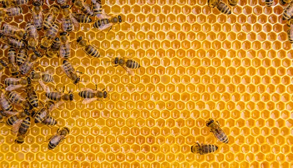 Vista de cerca de las abejas que trabajan en las celdas de miel — Foto de Stock