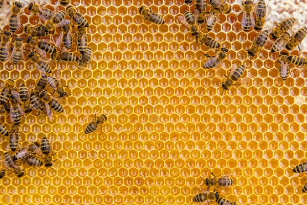 Nahaufnahme der Arbeitsbienen auf Honigzellen — Stockfoto