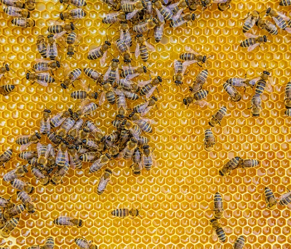 Vedere atentă a albinelor de lucru pe celulele de miere — Fotografie, imagine de stoc