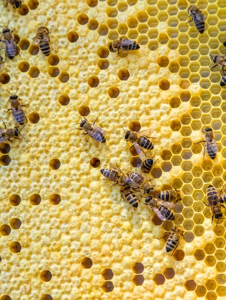 Zavřít pohled na pracovní včely na medových buňkách — Stock fotografie