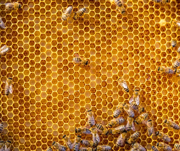 Vedere atentă a albinelor de lucru pe celulele de miere — Fotografie, imagine de stoc