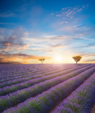 Çiçek açan lavanta tarlasının güzel manzarası