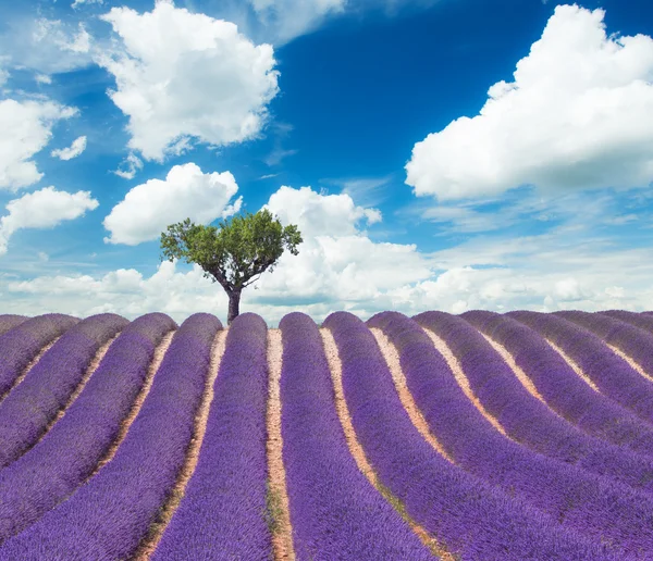 Vackert landskap av blommande lavendel fält — Stockfoto