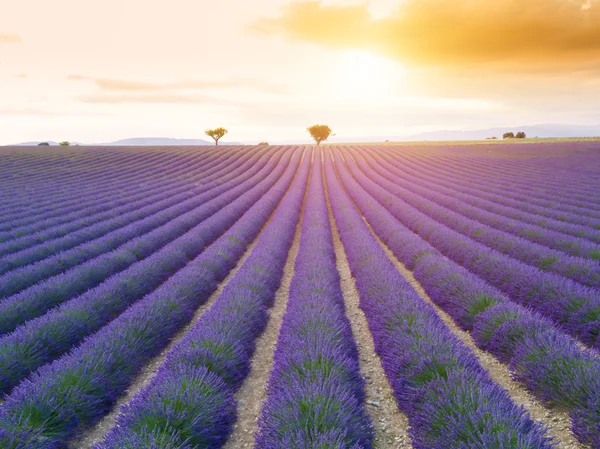 Bela paisagem de campo de lavanda florescente — Fotografia de Stock