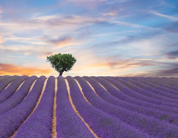 Beautiful landscape of blooming lavender field — Stock Photo, Image