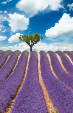 Çiçek açan lavanta tarlasının güzel manzarası