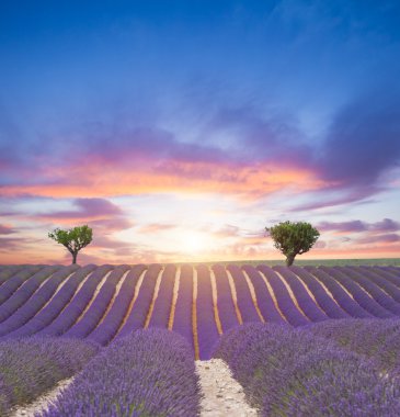 Çiçek açan lavanta tarlasının güzel manzarası