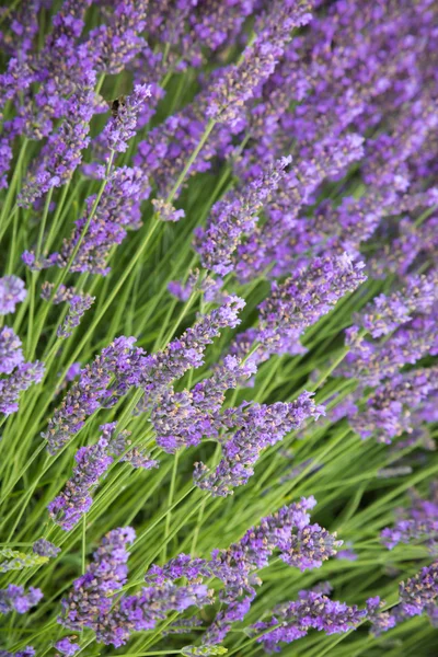 Hermosas flores de lavanda en detalle — Foto de Stock