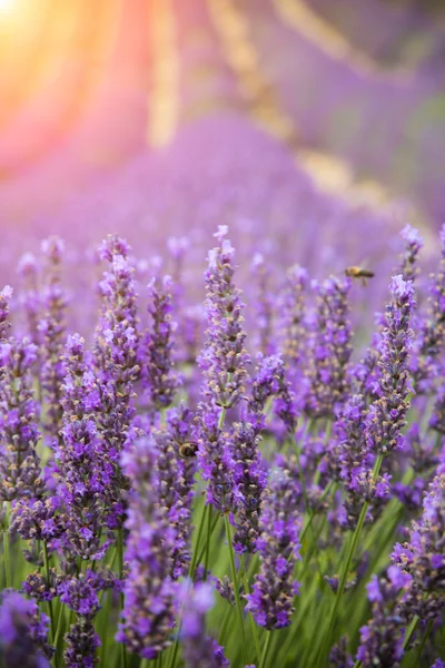 Lindas flores de lavanda em detalhes — Fotografia de Stock