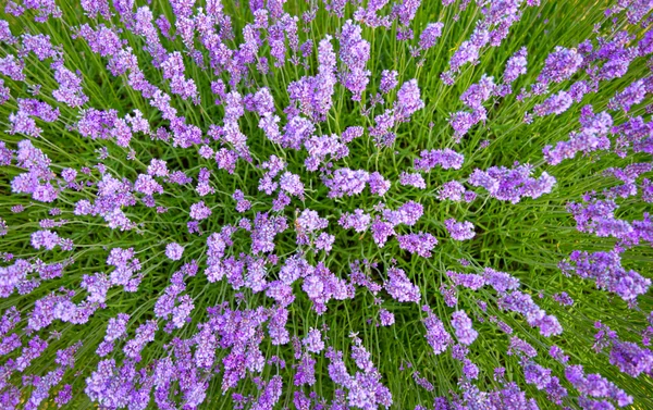 De belles fleurs de lavande en détail — Photo