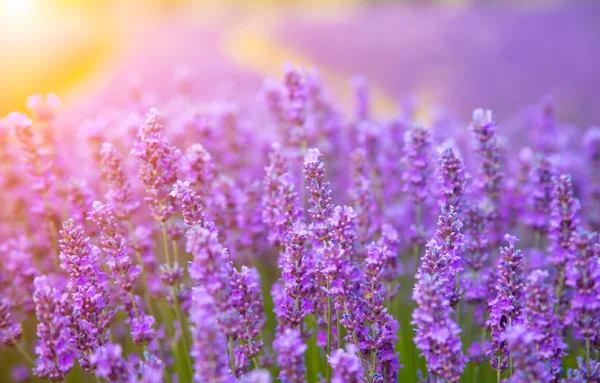 Lindas flores de lavanda em detalhes — Fotografia de Stock