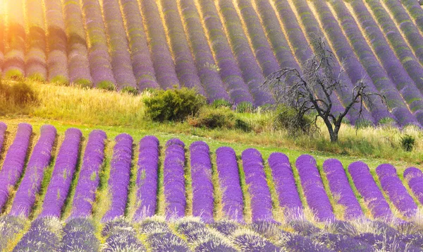 Prachtig landschap van bloeiende lavendelvelden — Stockfoto