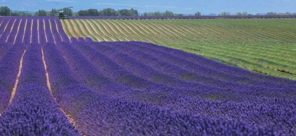 Lavender field in France during harvest — Stock Photo, Image