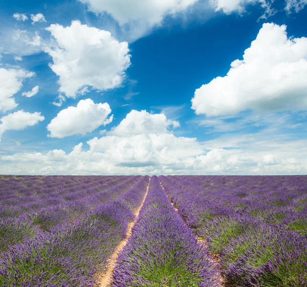 Beautiful landscape of blooming lavender field — Stock Photo, Image