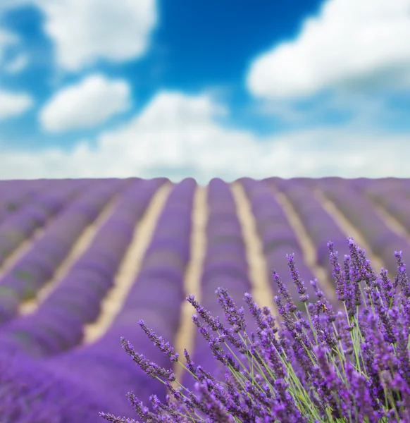 Prachtig landschap van bloeiende lavendelvelden — Stockfoto