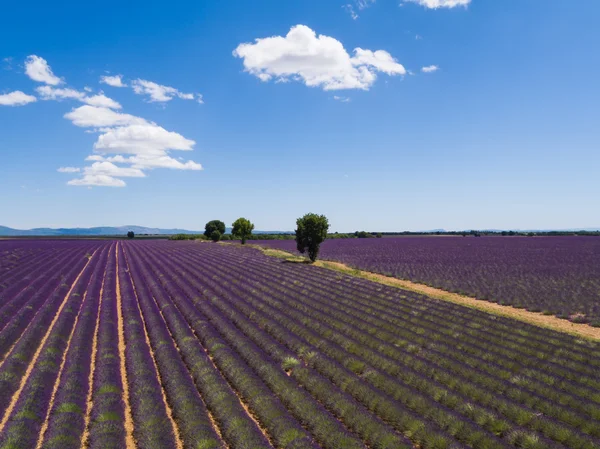 Prachtig landschap van bloeiende lavendelvelden — Stockfoto