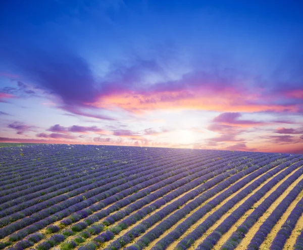 Красивый пейзаж цветущего лавандового поля — стоковое фото