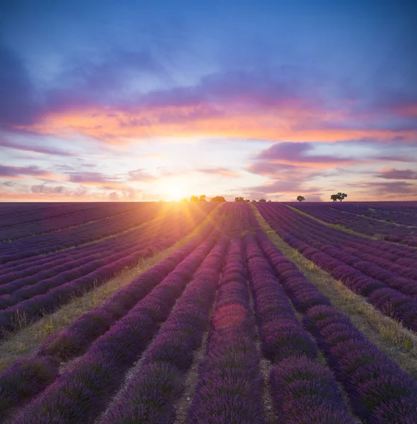 Beautiful landscape of blooming lavender field — Stock Photo, Image