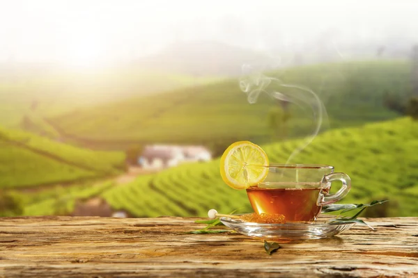 Tasse de thé chaud avec plantation sur fond — Photo