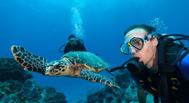 Tüplü dalgıçlar Hawksbill kaplumbağa ile