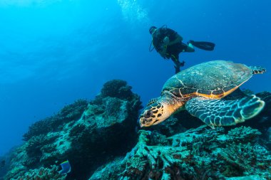 Hawksbill kaplumbağa ile Scuba diver