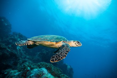 Hint Okyanusu'nda hawksbill deniz kaplumbağası