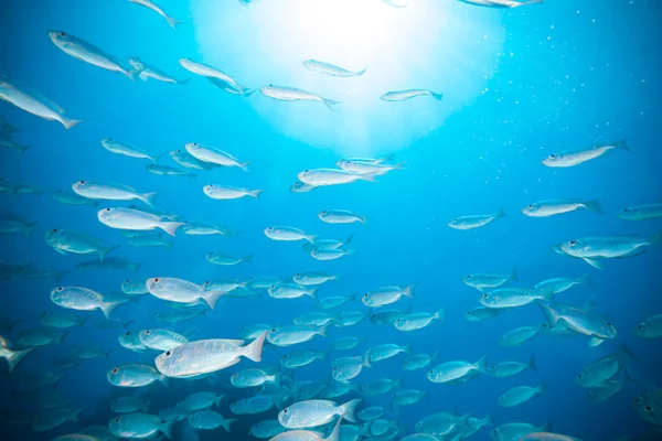 Troupeau de poissons dans l'océan — Photo