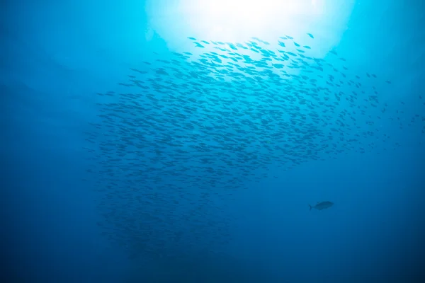 Kudde van vis in de Oceaan — Stockfoto