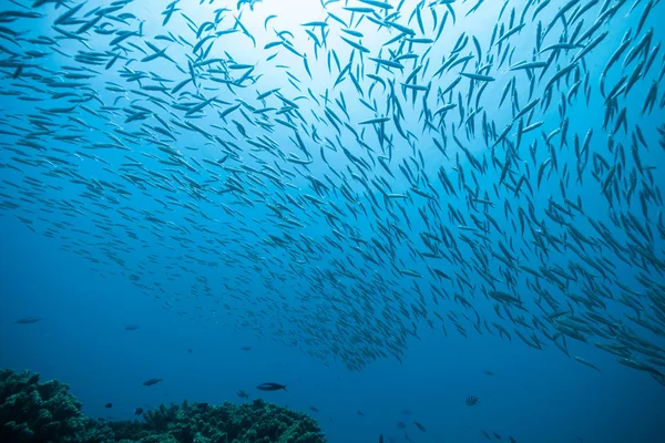 Troupeau de poissons dans l'océan — Photo