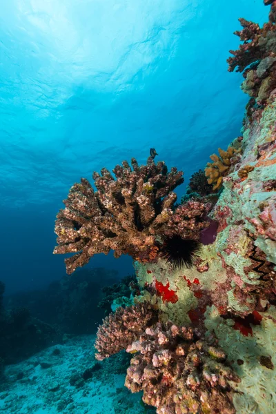 Underwater coral reef background — Stock Photo, Image