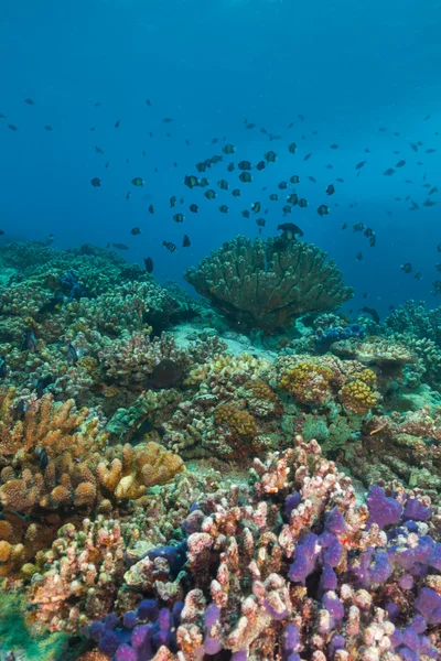 水下珊瑚礁背景 — 图库照片