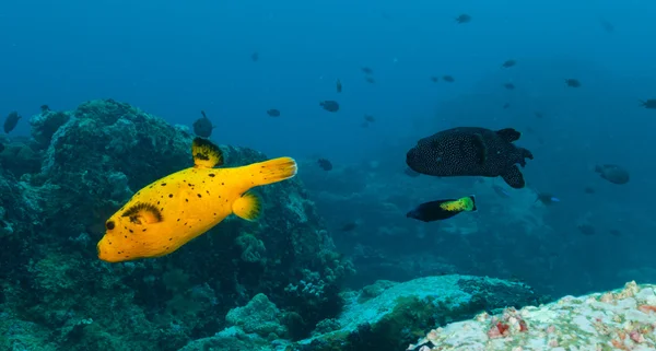 Διάφορα είδη boxfish στον ωκεανό — Φωτογραφία Αρχείου