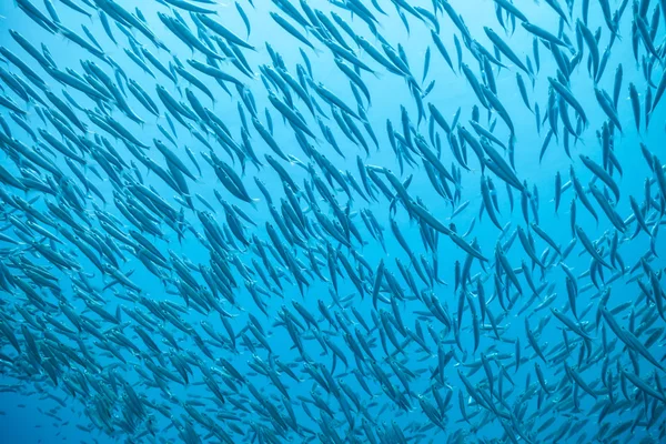 Flock of fish in ocean — Stock Photo, Image