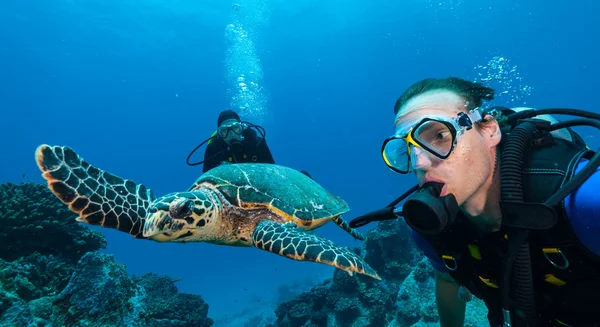 Scuba divers with Hawksbill turtle — Stock Photo, Image