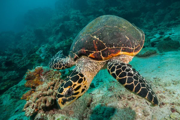 Hawksbill schildpadden in Indische Oceaan — Stockfoto