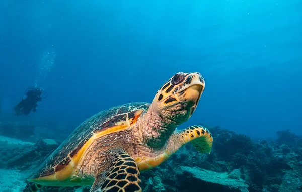 Tartaruga marinha Hawksbill no oceano Índico — Fotografia de Stock