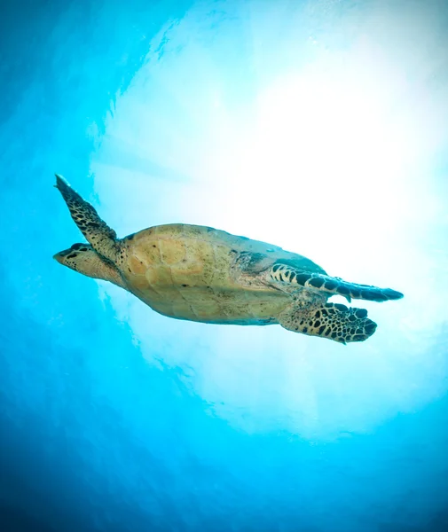 Hawksbill Sea Turtle i havet – stockfoto