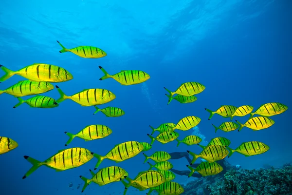 바다에서 물고기의 무리 — 스톡 사진