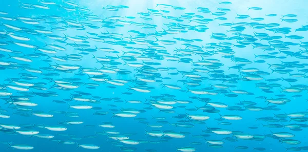 Rebanho de peixes no oceano — Fotografia de Stock